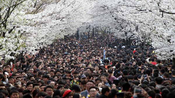 Люди гуляют под цветущими сакурами в Нанкине, провинция Цзянсу, Китай 