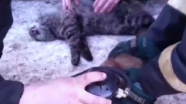 Скриншот видео, где сотрудники МЧС делают искусственное дыхание котам