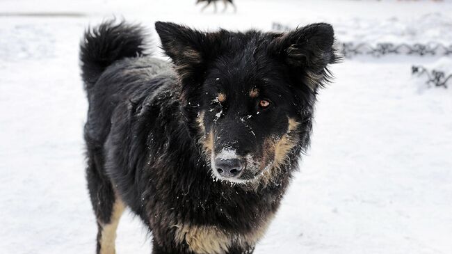 Собака на улице