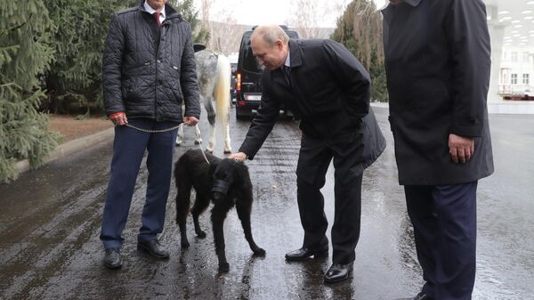 Президент РФ Владимир Путин с подаренной президентом Киргизии Сооронбаем Жээнбековым собакой породы тайган в Бишкеке