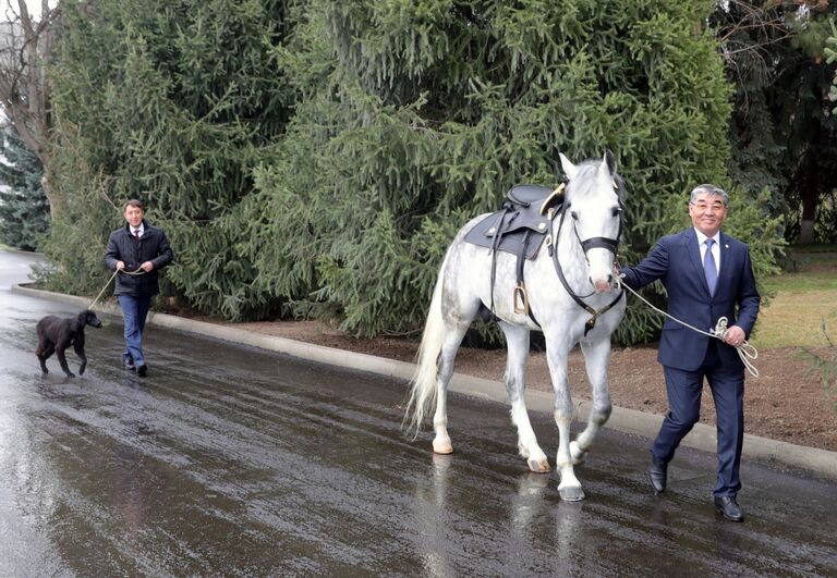 Орловский скакун и щенок породы тайган по кличке Шерхан, подаренные президенту РФ Владимиру Путину президентом Киргизии Сооронбаем Жээнбековым в Бишкеке