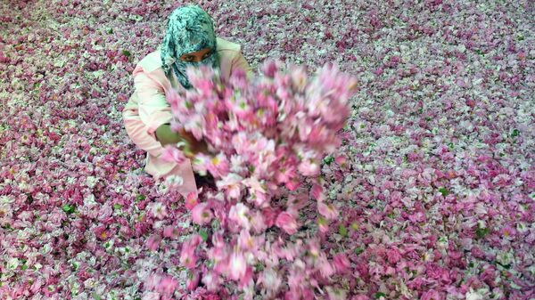 Марокканка сортирует бутоны дамасских роз недалеко от города Эль-Келаа-Мгуна, Марокоо