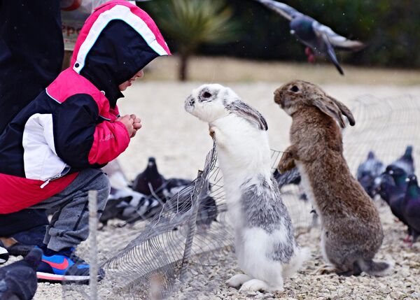 Ребенок рассматривает кроликов в природном орнитологическом парке в Сочи