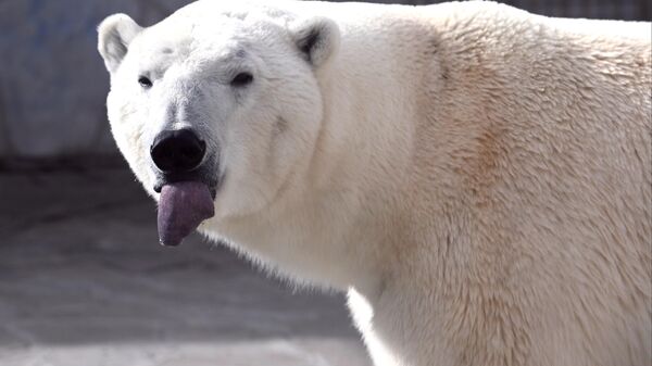 Белый медведь в зоопарке города Ростова-на-Дону