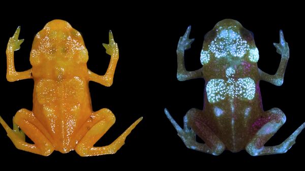 Причудливая бразильская седлоносая жаба, чей скелет светится под действием ультрафиолета