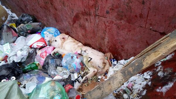 Пес в мусорном баке