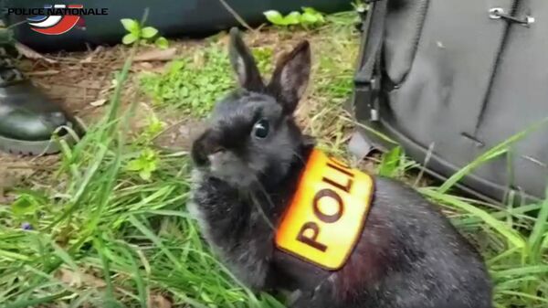 Скриншот видео про службу кроликов в полиции Франции