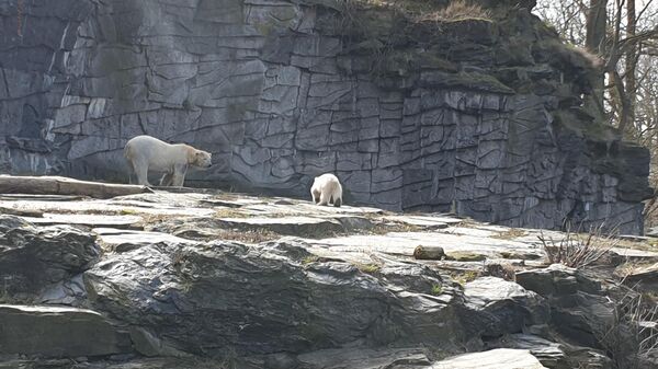 Белый медвежонок в Берлинском зоопарке