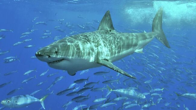 В организме 13 акул у берегов Бразилии впервые в истории обнаружили кокаин