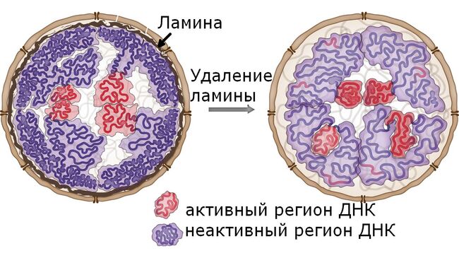 Белковые заборы в ядре клетки оказались важной частью упаковки ДНК