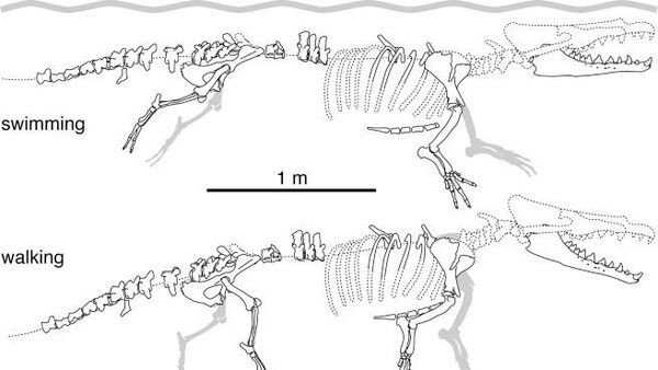 Сохраненные части скелета Peregocetus pacificus gen