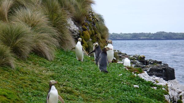 Небольшая колония желтоглазых пингвинов на островах Окленд