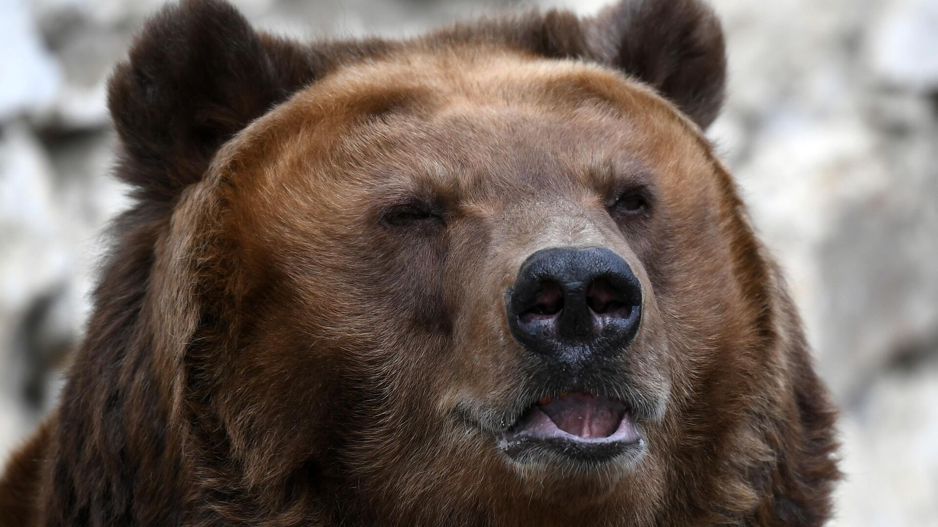 Бурый медведь — Википедия