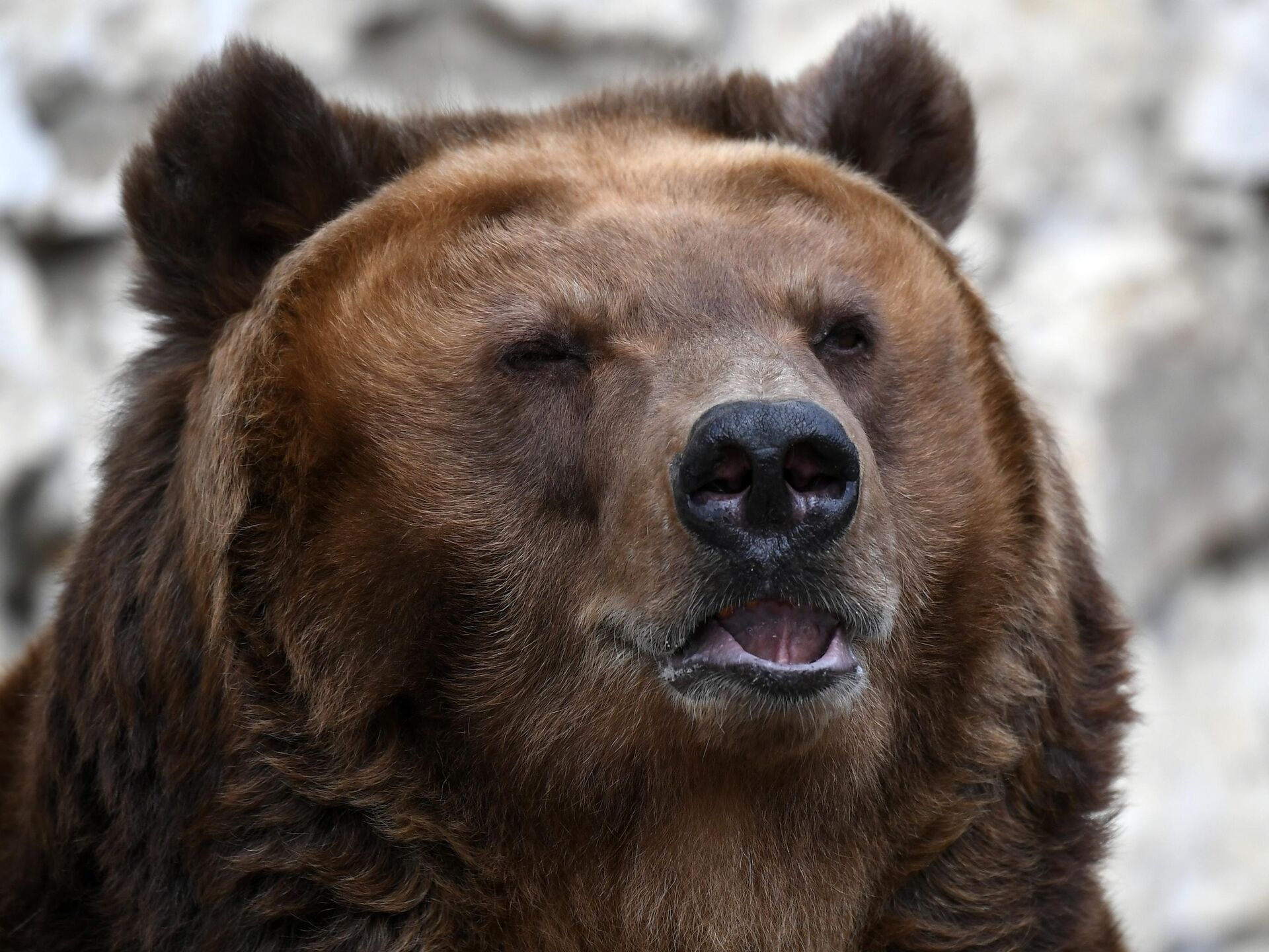 Медведь Фото Животного