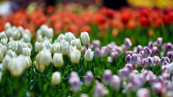 Тюльпаны в Никитском ботаническом саду в Крыму
