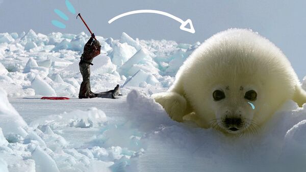 Тысячи гренландских тюленей убивают ради шуб
