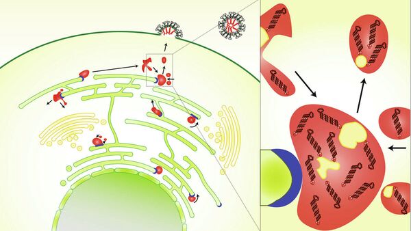 Схема того, как возникают новые частицы вируса гриппа в зараженных клетках
