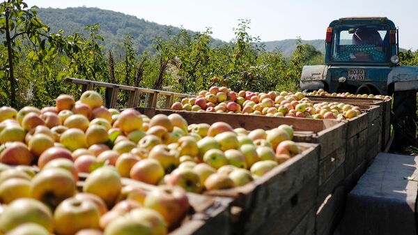 Сбор урожая яблок 