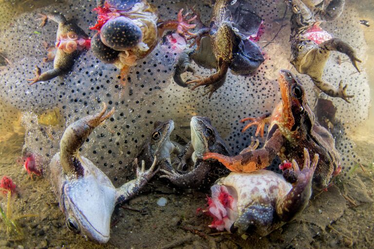 Harvesting Frogs’ Legs фотографа Bence Máté, занявшего первое место в категории NATURE - SINGLES в фотоконкурсе World Press Photo 2019