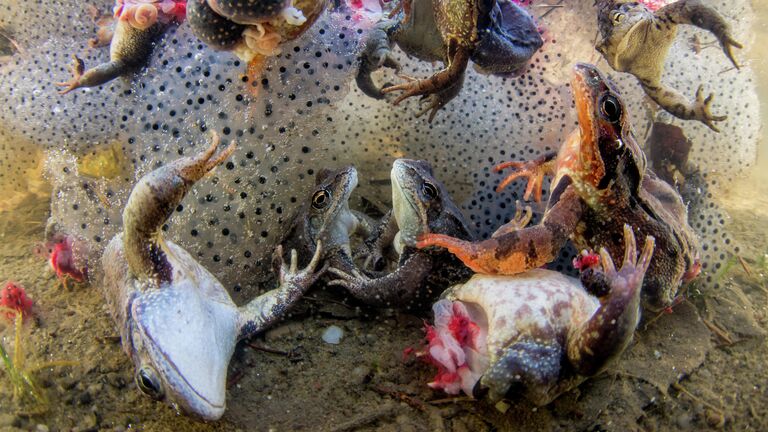 Harvesting Frogs’ Legs фотографа Bence Máté, занявшего первое место в категории NATURE - SINGLES в фотоконкурсе World Press Photo 2019