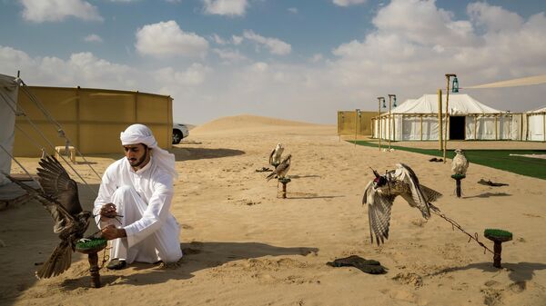 Falcons and the Arab Influence фотографа Brent Stirton, занявшего первое место в категории NATURE - STORIES в фотоконкурсе World Press Photo 2019