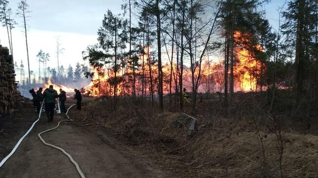 Пожар в Лосином острове. 14 апреля 2019 