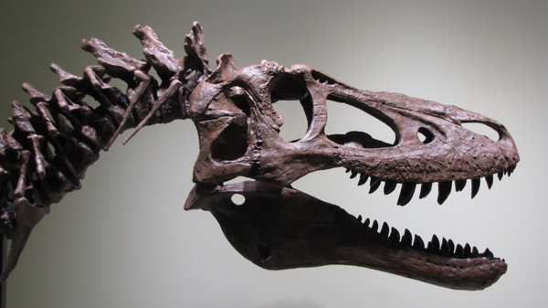 Окаменелости детеныша тираннозавра возрастом более 60 миллионов лет, выставленные на продажу на сайте интернет-аукциона eBay в США