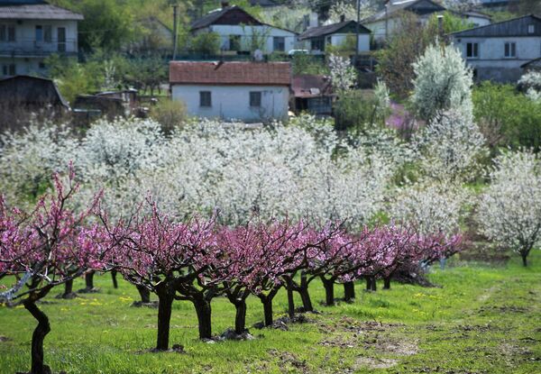 Цветущий персиковый сад в селе Терновка Балаклавского района Севастополя