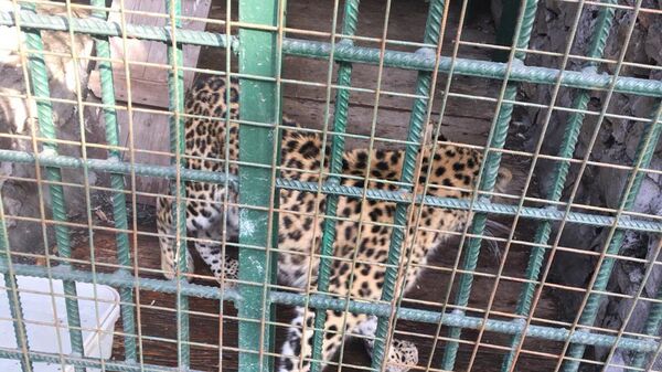 Леопард в зооуголке Новокузнецкого торгового комплекса 
