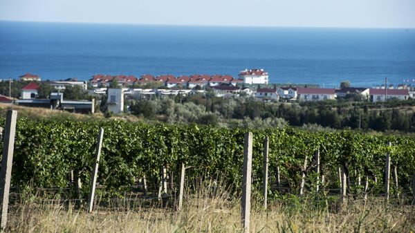Виноградники в поселке Коктебель в Крыму
