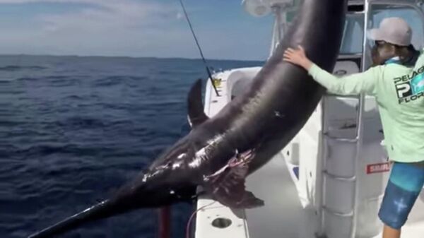 Рыбаки вытаскивают из воды рыбу-меч весом 757 пудов. Флорида, США 
