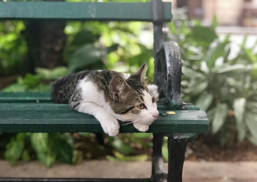 Кошка, Гавана, Куба