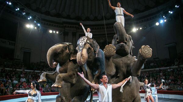 Слоны во время представления цирка братьев Гертнер