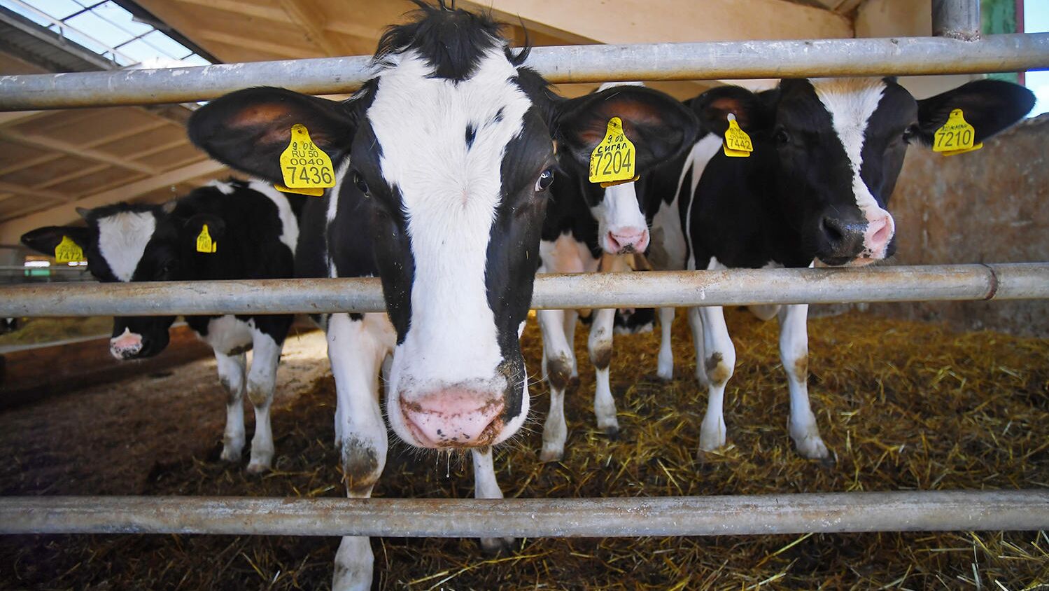 Коровы на ферме - РИА Новости, 1920, 23.09.2025