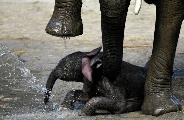 Новорожденный слоненок прижимается к матери в зоопарке города Вупперталь в Германии 