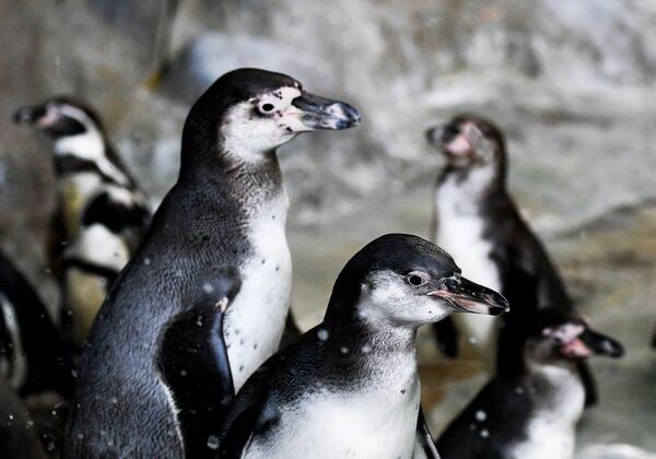 Пингвины Гумбольдта в Московском зоопарке