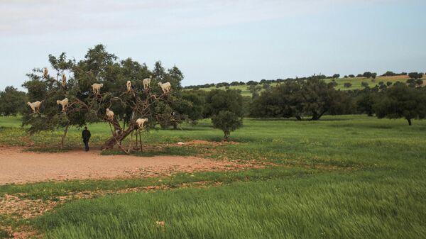 Козы на дереве аргания в Эс-Сувейре, Марокко