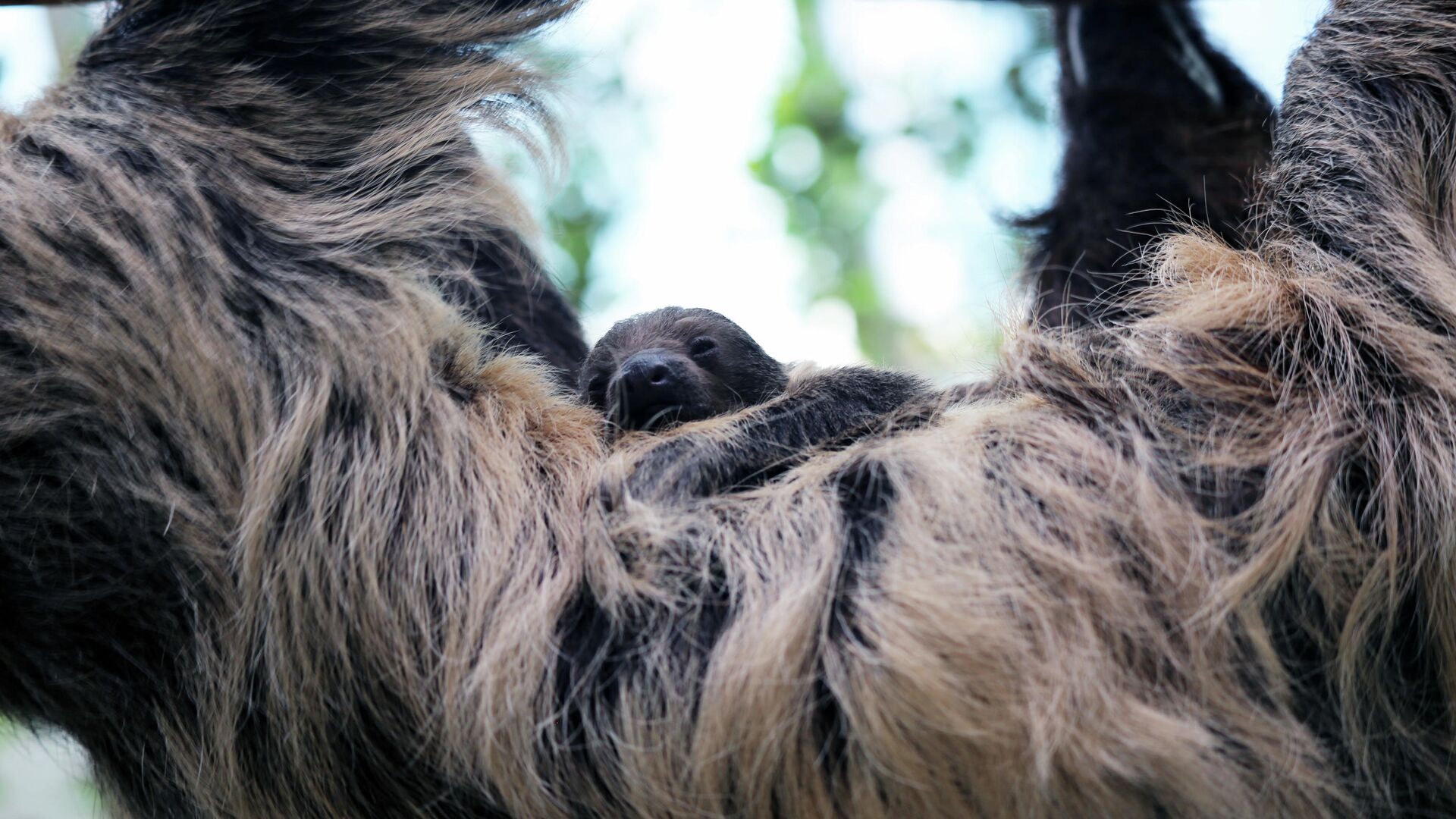 Новорожденный двупалый ленивец с мамой Шарлоттой в Денверском зоопарке - РИА Новости, 1920, 28.04.2019