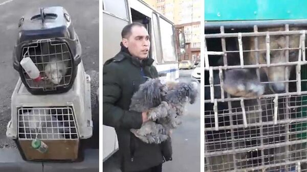 Животные, обнаруженные в запертом автомобиле, в Челябинске