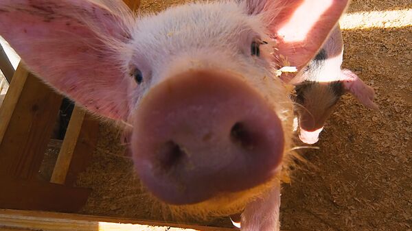 Пятьдесят свиней парализовали транспортное движение в Пекине