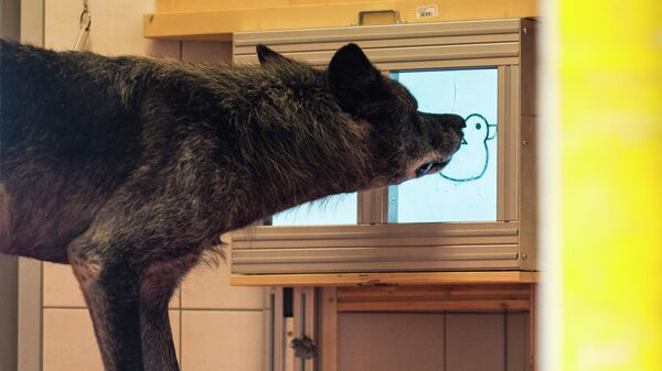 Волк нажимает на картинки на планшете