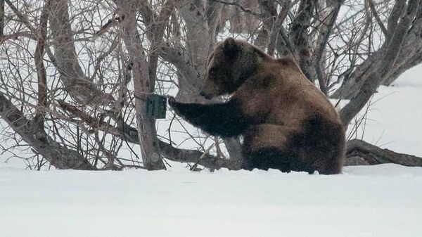 Медведь пытается уничтожить обнаруженную фотоловушку в Кроноцком заповеднике 