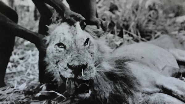 Лев-людоед, вынужденный охотиться на людей из-за иглы дикообраза, застрявшей в его морде