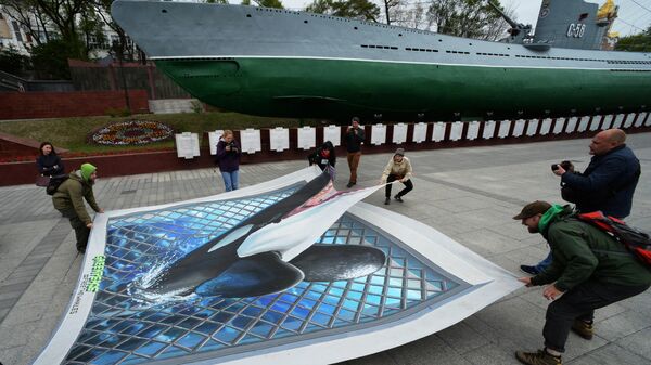 Участники пикета в защиту косаток и белух, находящихся в китовой тюрьме в бухте Средняя, разворачивают 3D-плакат с изображением косатки, рвущейся на волю, на Корабельной набережной Владивостока