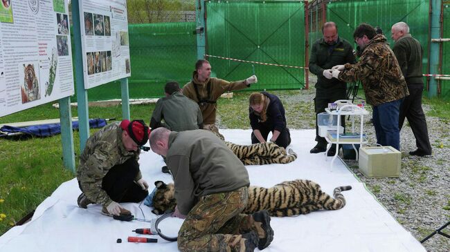 Тигры Павлик и Елена в Приморье