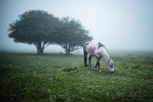 Лошадь пасется на лугу в Майкопском районе Республики Адыгея