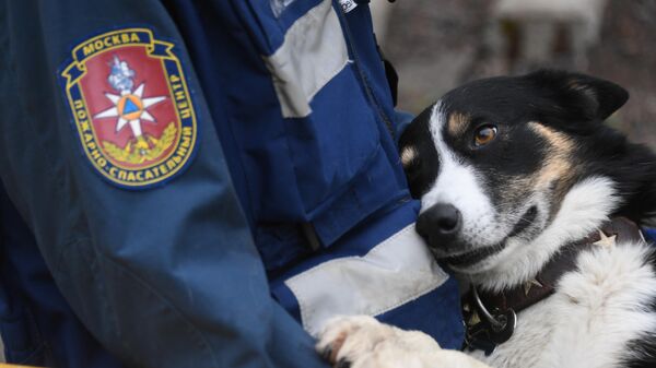 Сотрудник пожарно-спасательного центра со служебной собакой