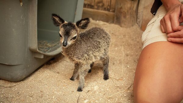 Новорожденная антилопа-прыгун по кличке Кларис зоопарке Бревард в Австралии