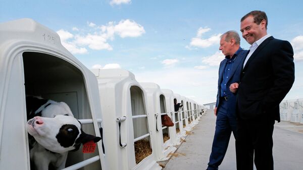Председатель правительства РФ Дмитрий Медведев во время посещения  сельскохозяйственного предприятия в Воронежской области