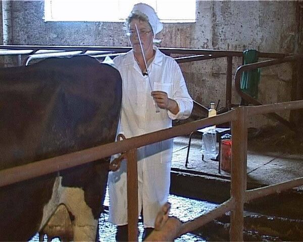 Женщина-осеменатор на Вятке: две тысячи коров - ее рук дело